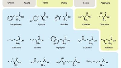 Amino complex supplement for optimal health and fitness