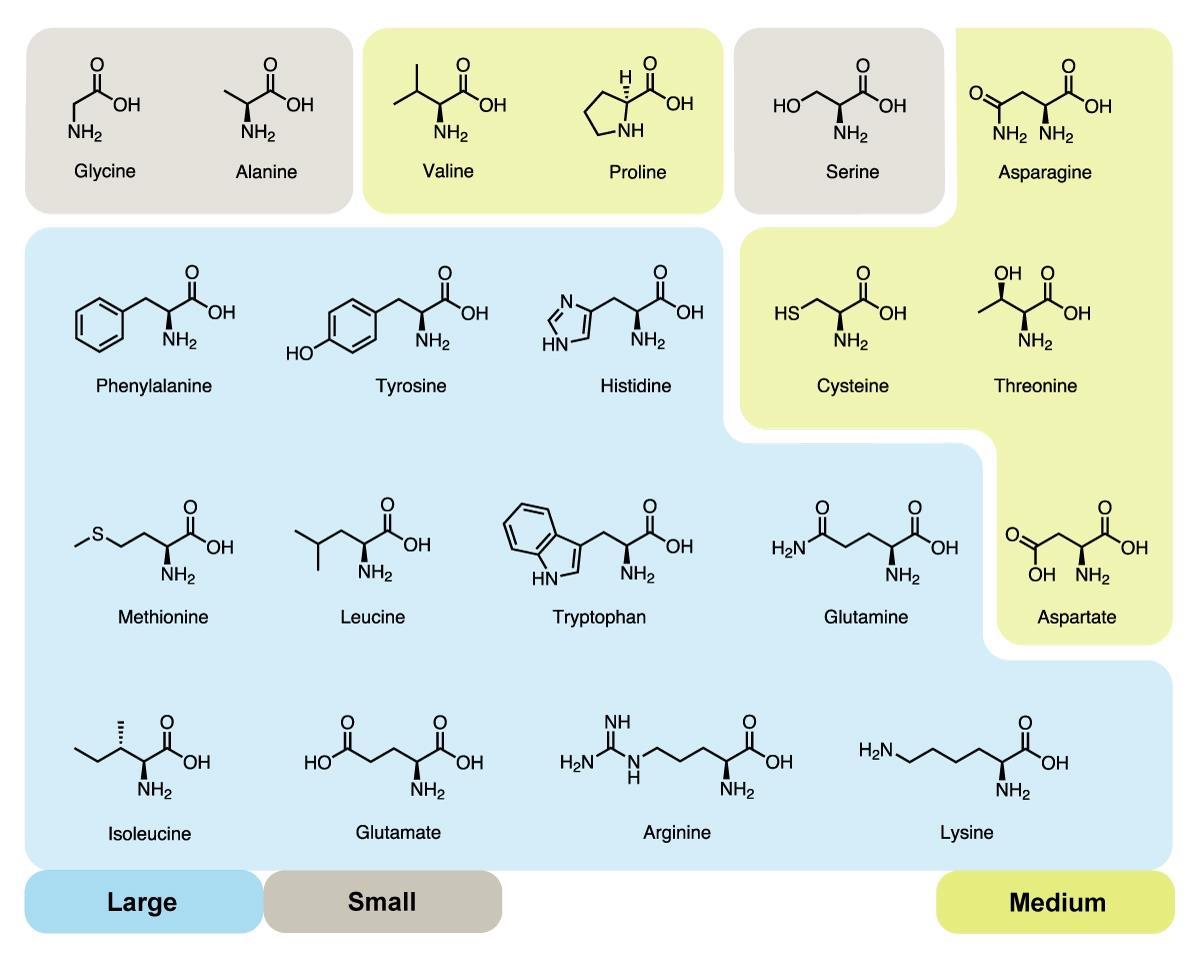 Why are there 20 amino acids? | Feature | Chemistry World Amino complex supplement