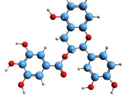 Ghost Lifestyle Size Muscle Builder A Review of the Creatine and Epicatechin Formula