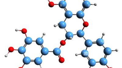 Ghost Lifestyle Size Muscle Builder A Review of the Creatine and Epicatechin Formula