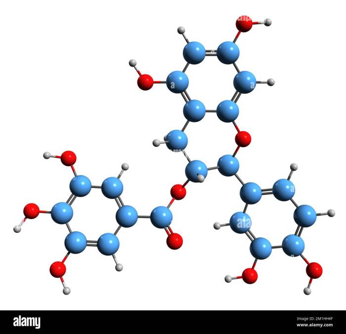 Ghost Lifestyle Size Muscle Builder A Review of the Creatine and Epicatechin Formula