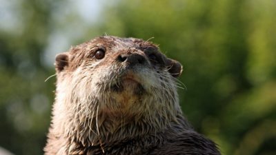 Otter.ai Pro Review Testing AI-Powered Meeting Notes and Transcription
