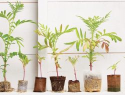 Biodegradable Garden Pots – Peat-Free – EcoForms Revolution