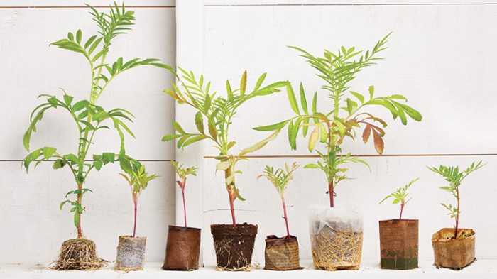 Biodegradable Garden Pots – Peat-Free – EcoForms Revolution